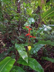 Heliconia irrasa