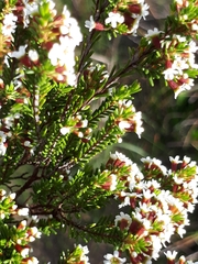 Thryptomene ericaea