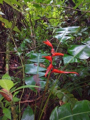 Heliconia irrasa