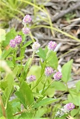 Polygala sanguinea