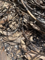 Pseudemoia entrecasteauxii