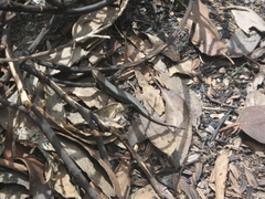 Pseudemoia entrecasteauxii