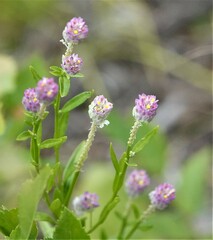 Polygala sanguinea