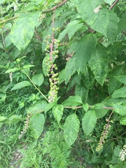 Phytolacca americana