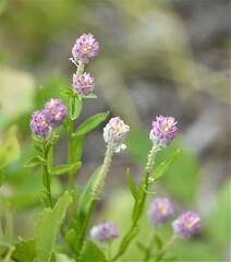 Polygala sanguinea