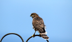 Accipiter cooperii