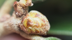 Andricus quercusfoliatus