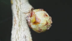 Andricus quercusfoliatus