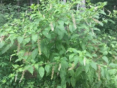 Phytolacca americana
