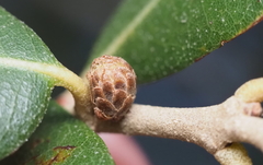 Andricus quercusfoliatus