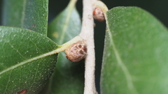 Andricus quercusfoliatus