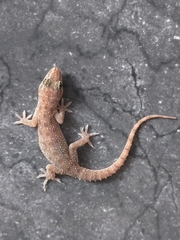 Hemidactylus brookii