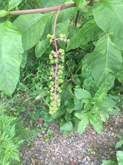 Phytolacca americana