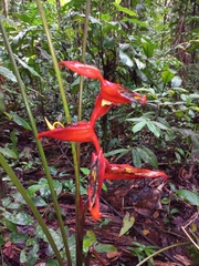 Heliconia irrasa