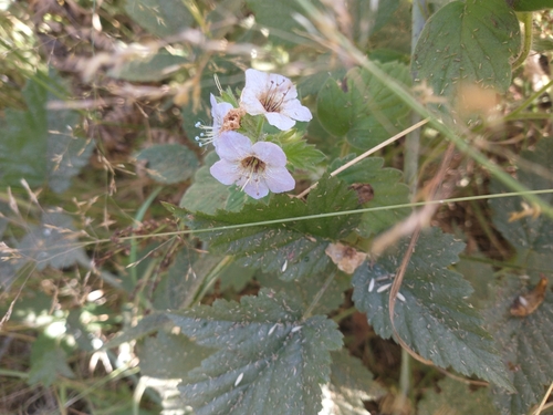 Bolander's phacelia (Phacelia bolanderi)