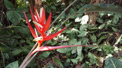 Heliconia angusta