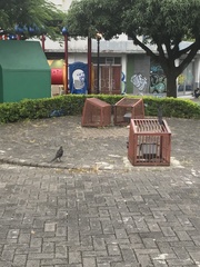 Quiscalus mexicanus