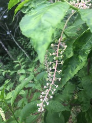 Phytolacca americana