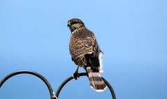 Accipiter cooperii