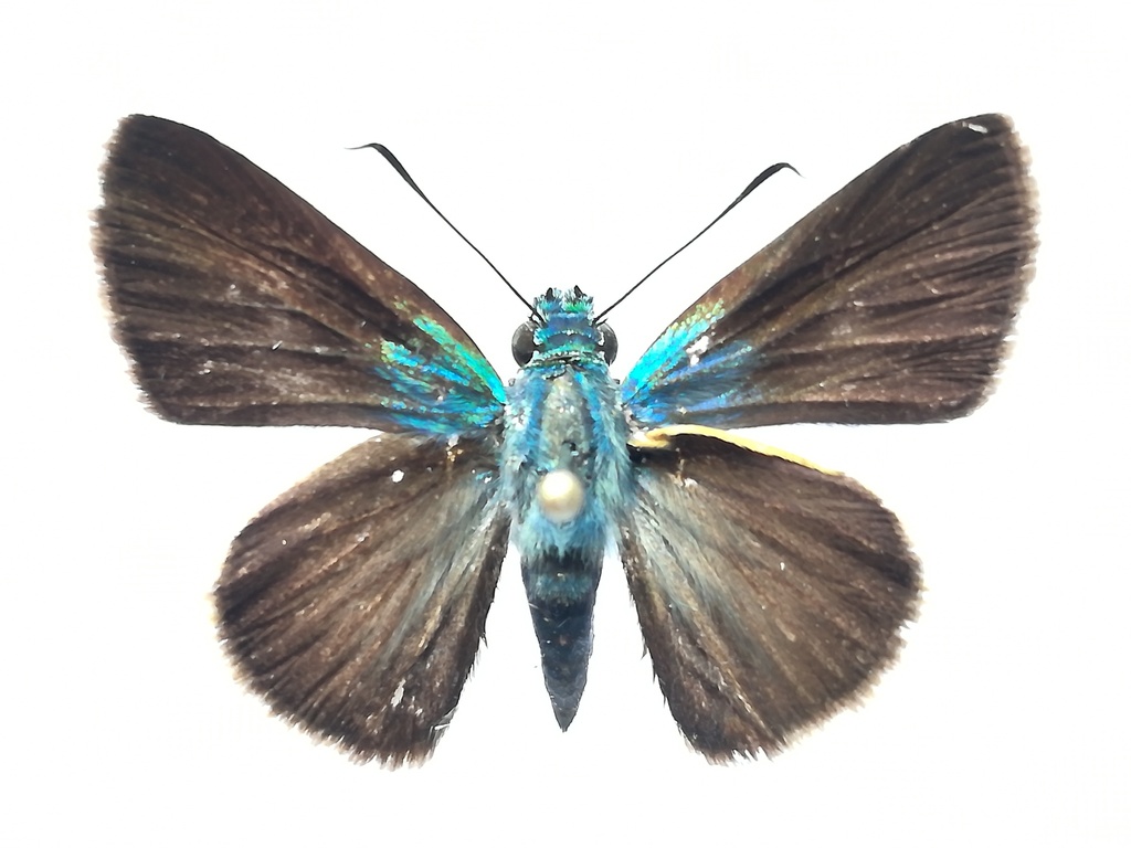 Onophas columbaria