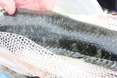 Cebidichthys violaceus