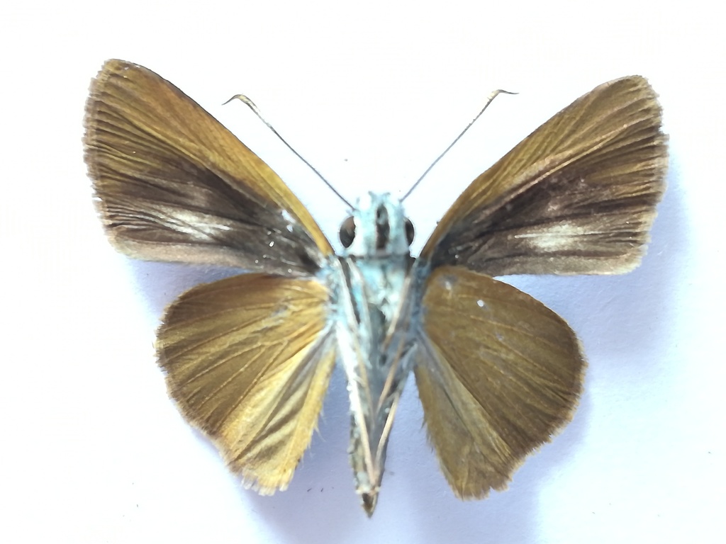 Onophas columbaria columbaria