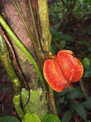 Carpotroche platyptera