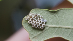 Arvelius albopunctatus