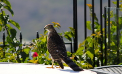 Accipiter cooperii
