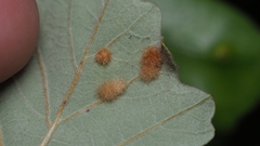 Neuroterus quercusverrucarum