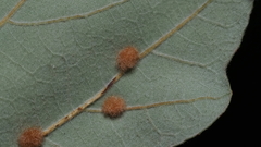 Neuroterus quercusverrucarum