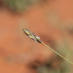 Paraneurachne muelleri