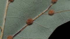 Neuroterus quercusverrucarum