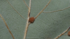 Neuroterus quercusverrucarum