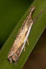 Crambus quinquareatus