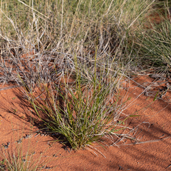 Paraneurachne muelleri