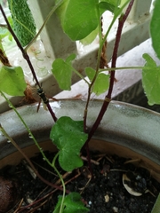 Euodynerus nipanicus