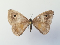 Perophthalma tullius