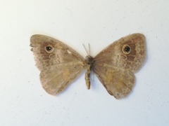 Perophthalma tullius