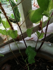 Euodynerus nipanicus