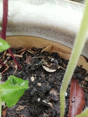 Euodynerus nipanicus