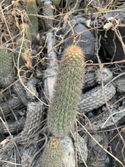 Loxanthocereus acanthurus