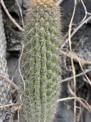 Loxanthocereus acanthurus