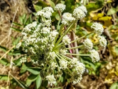 Angelica hendersonii