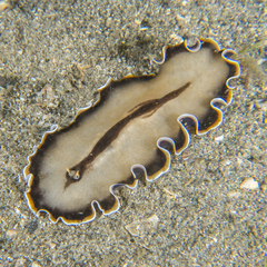 Callioplana marginata