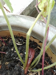 Euodynerus nipanicus