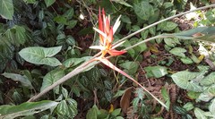 Heliconia angusta