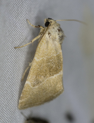 Plagiomimicus spumosum