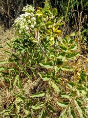 Angelica hendersonii