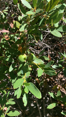 Quercus vacciniifolia, photograph W. Kyle Hamilton, CC BY, iNaturalist via GBIF